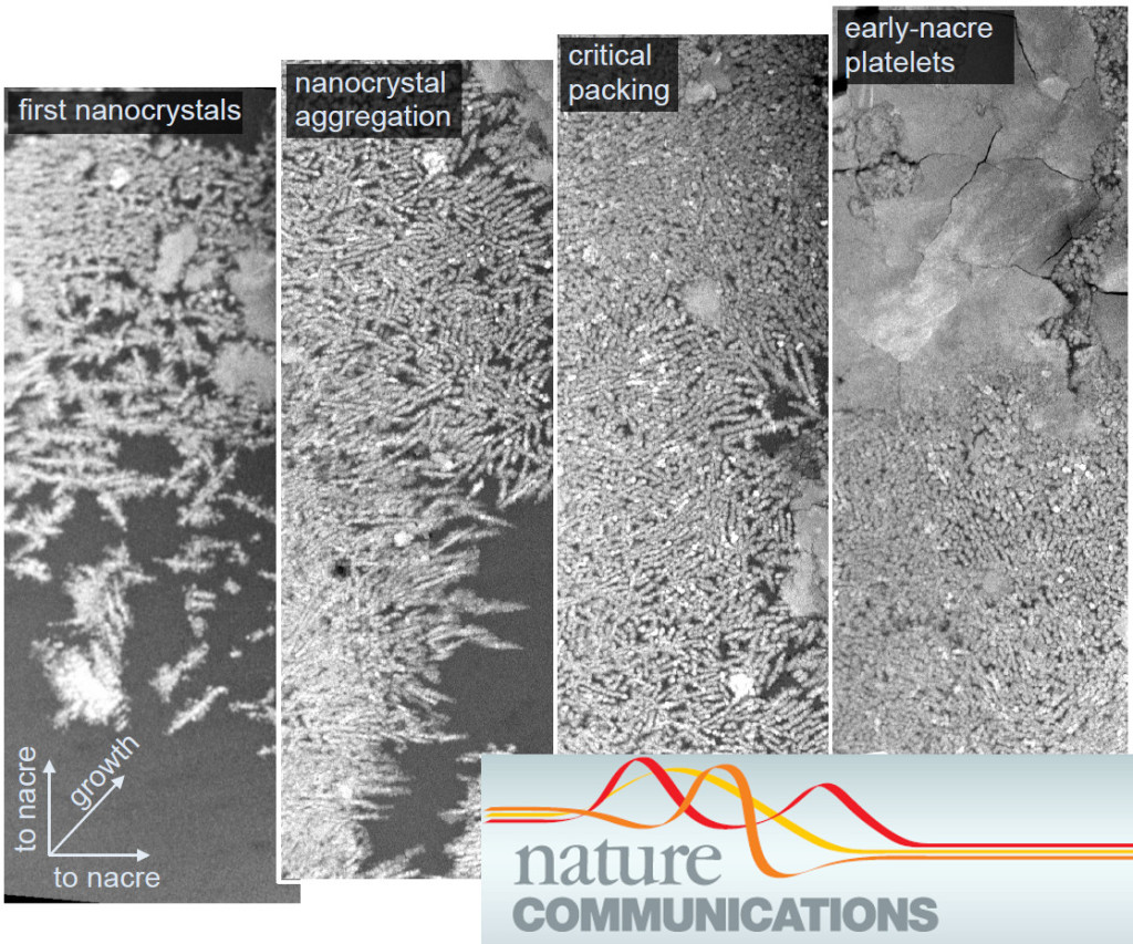 Nacre Forms By Nonclassical Crystallization Institute Of Glass And